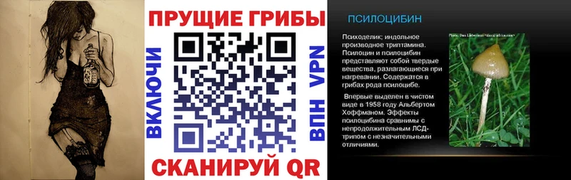 Купить где  Шацк  Галлюциногенные грибы Psilocybine cubensis 